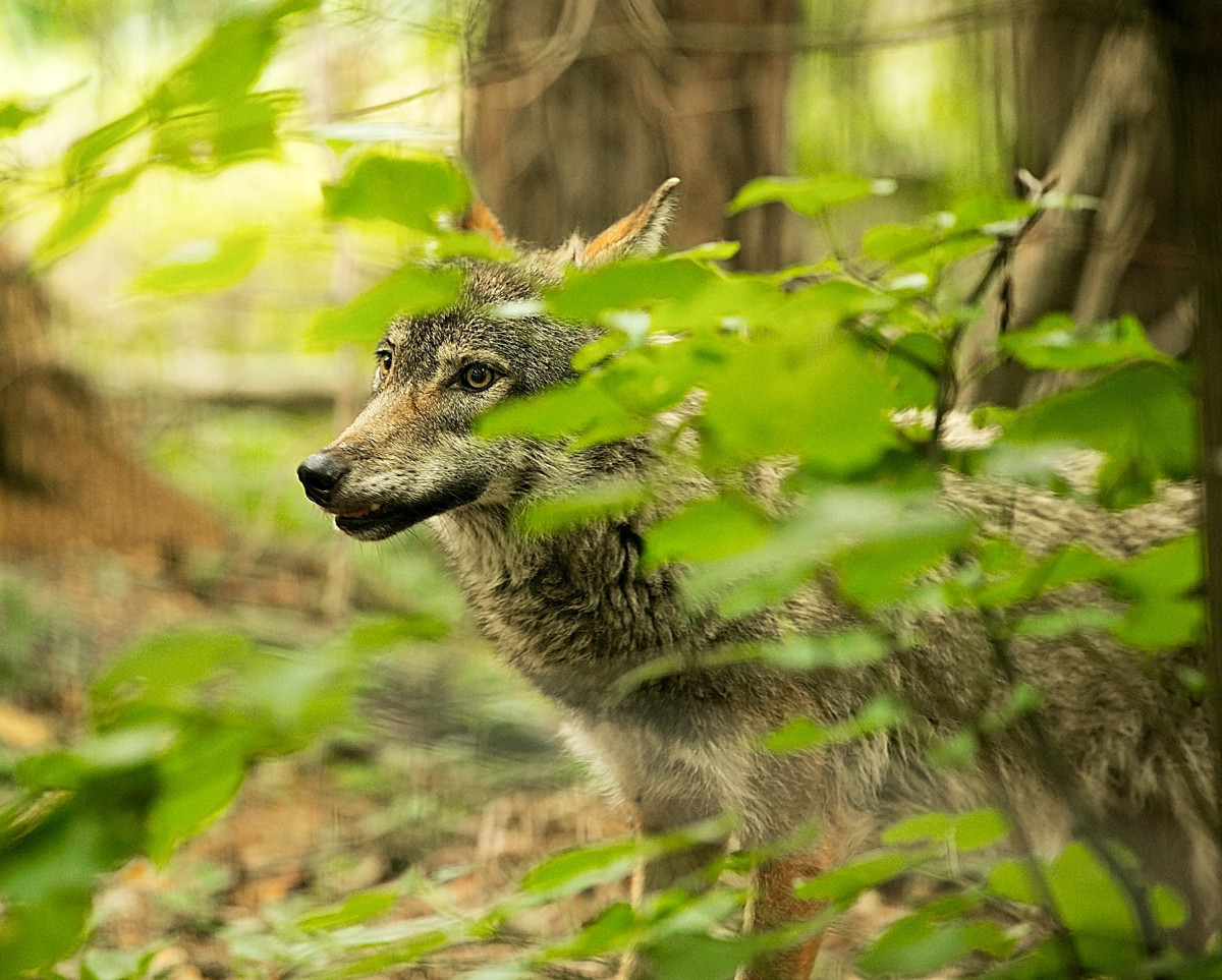 Rozhovor s Metodom Macekom o vlčici Daisy v Denníku N